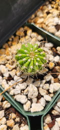 Acanthocalycium violaceum