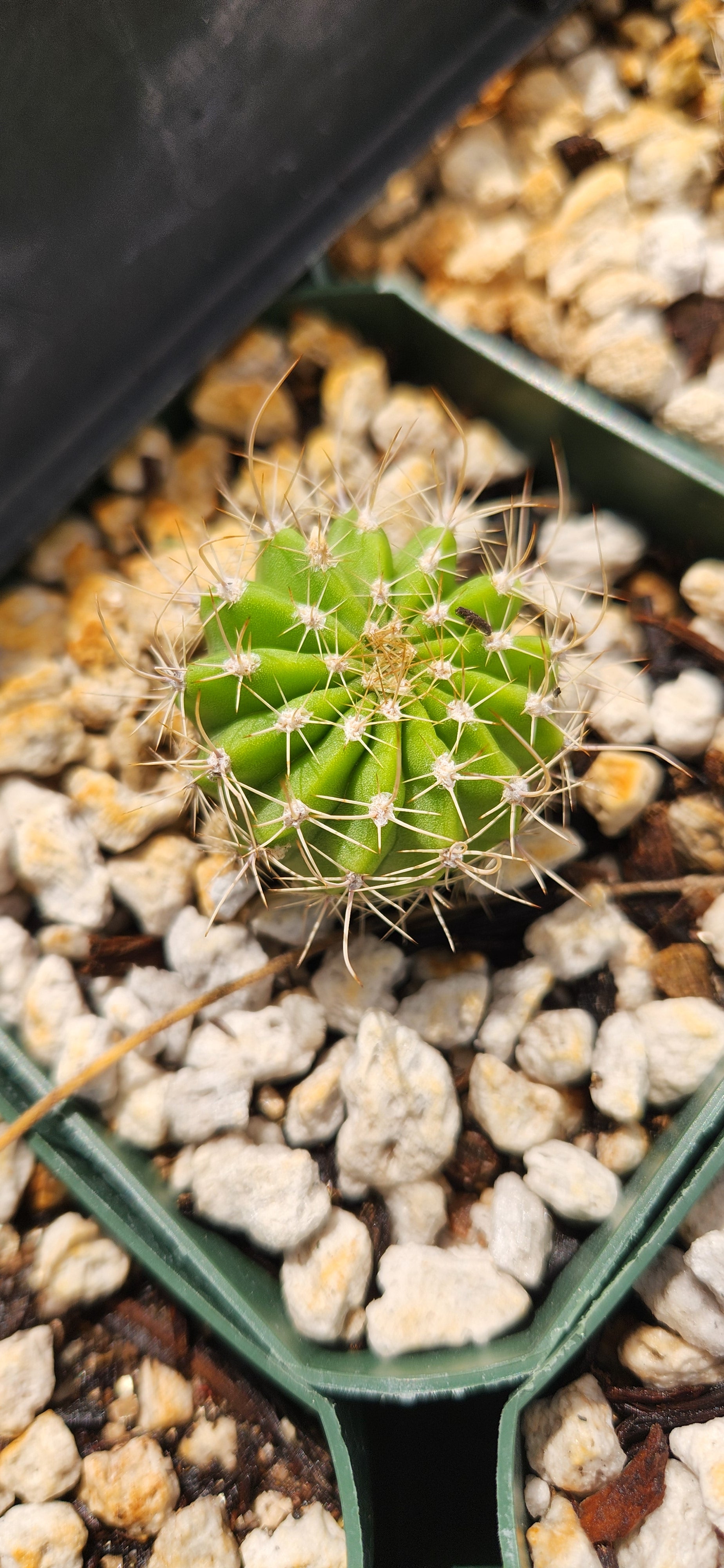 Acanthocalycium violaceum
