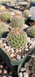 Thelocactus conothelos argenteus