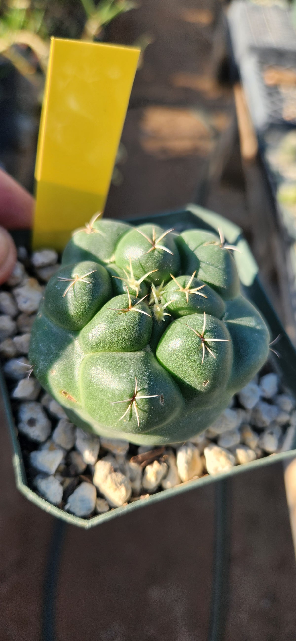 Coryphantha elephantidens