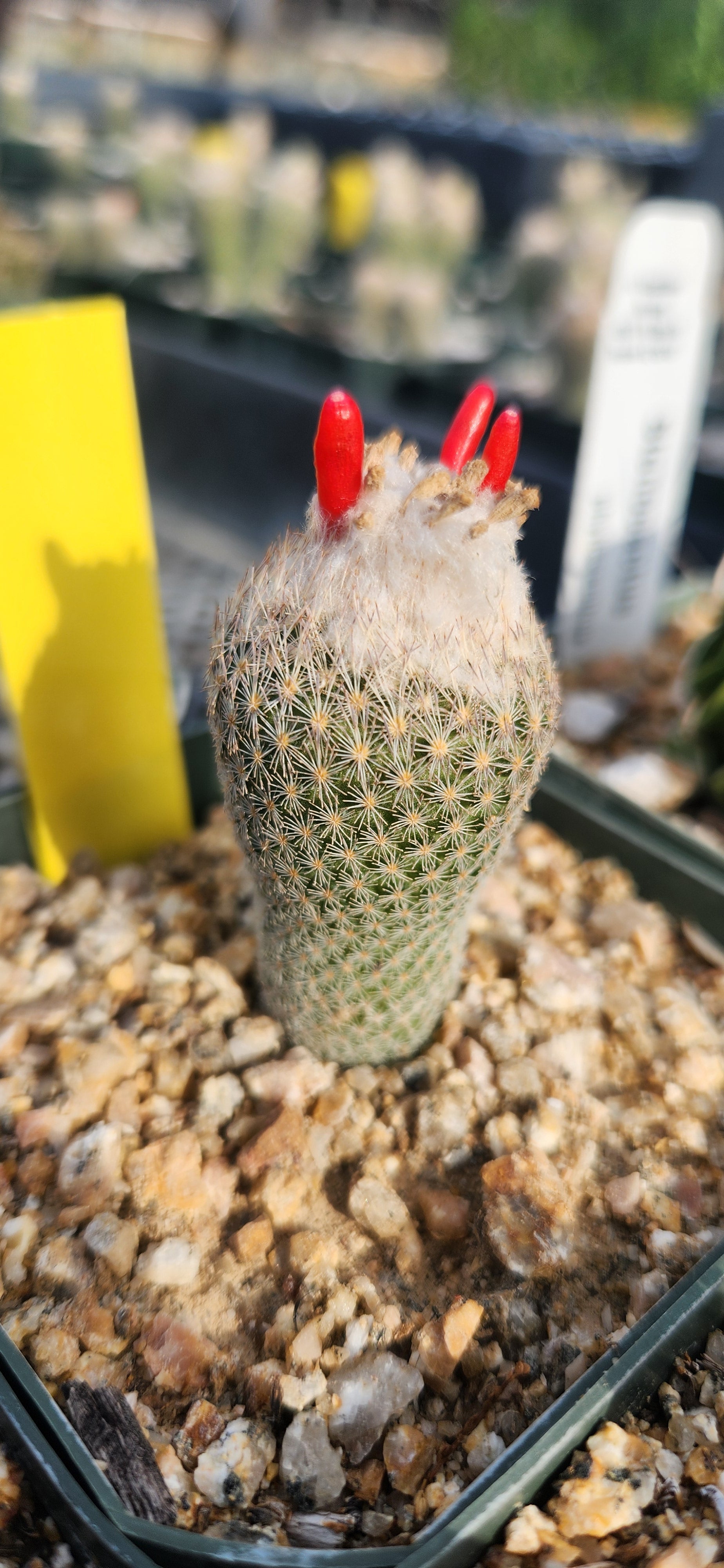 Epithelantha polycephalus