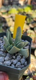Cheiridopsis caroli-schmidtii