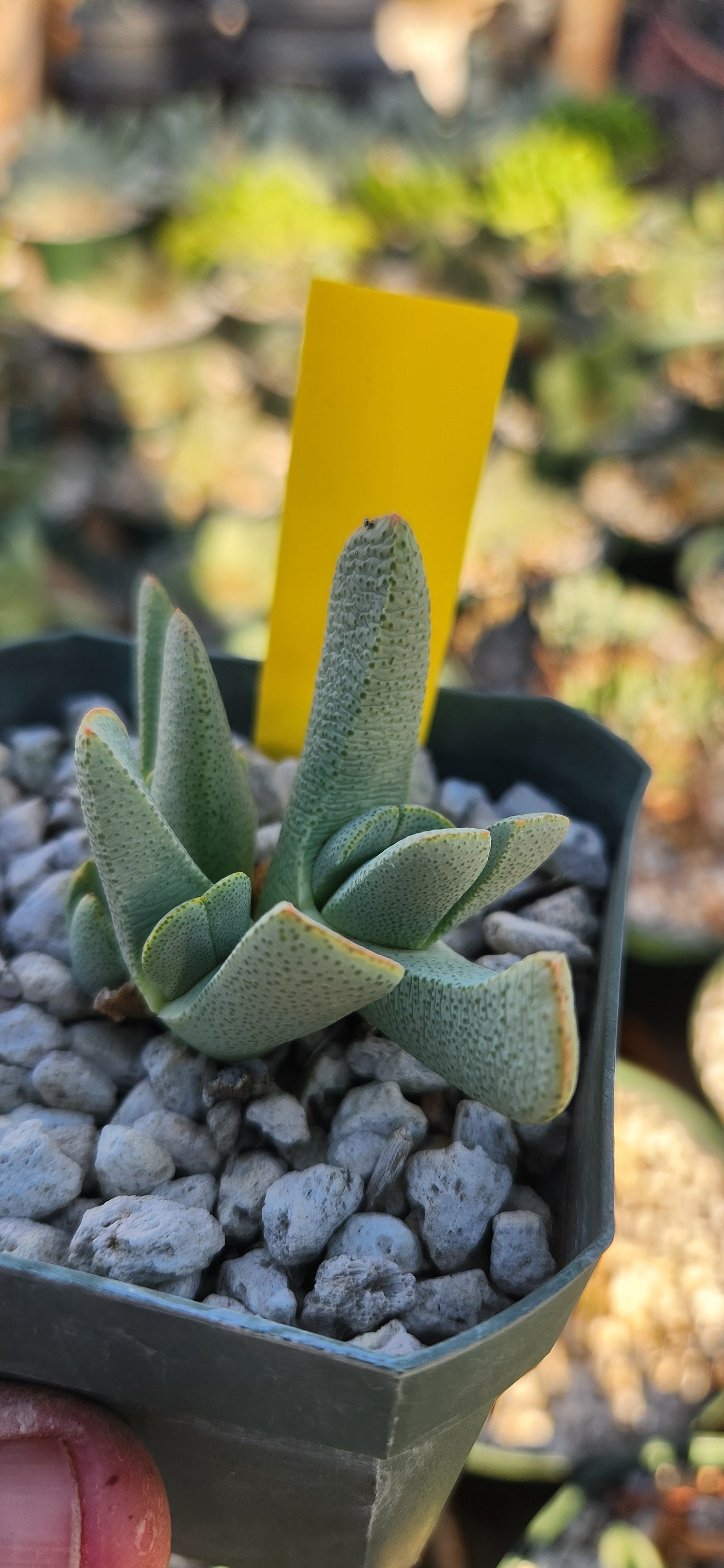 Cheiridopsis caroli-schmidtii
