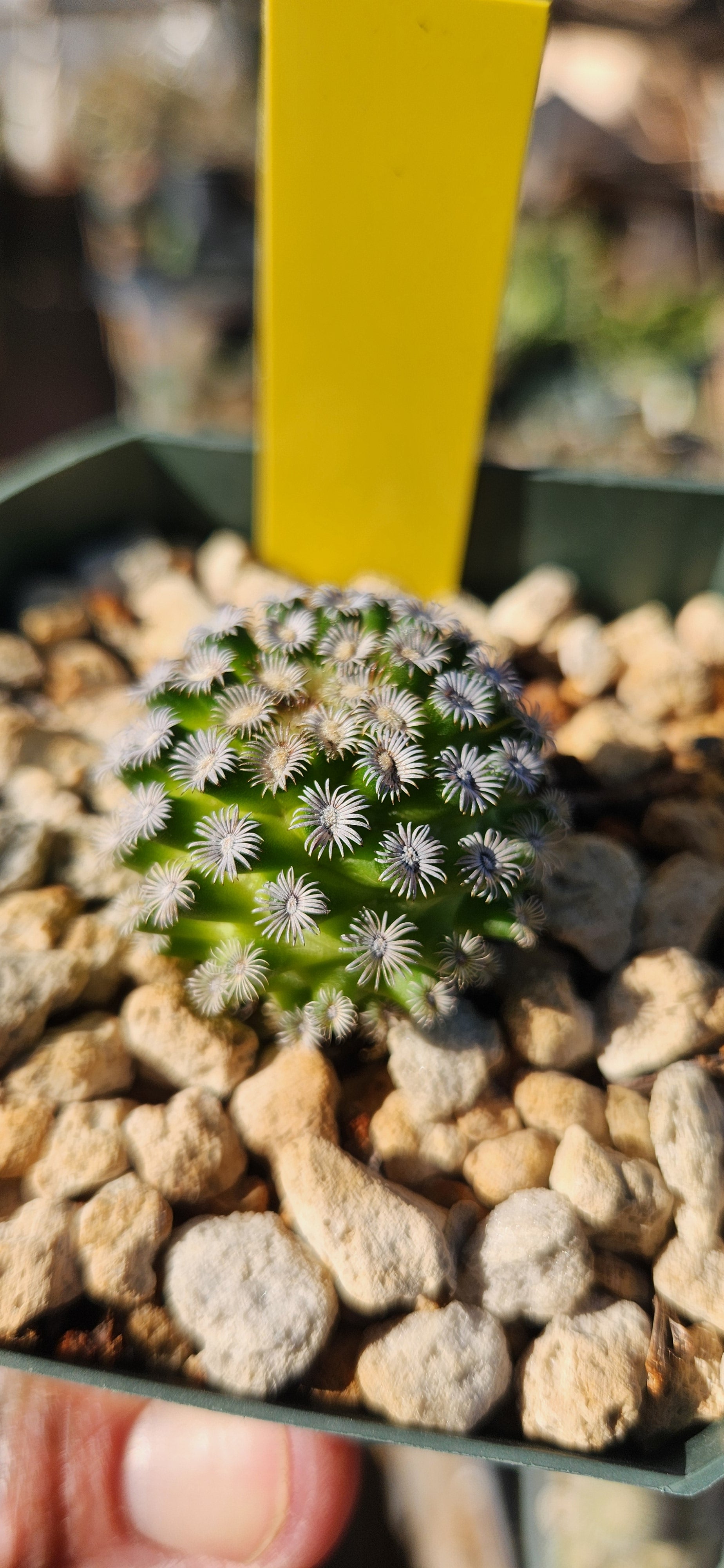 Mammillaria hernandezii