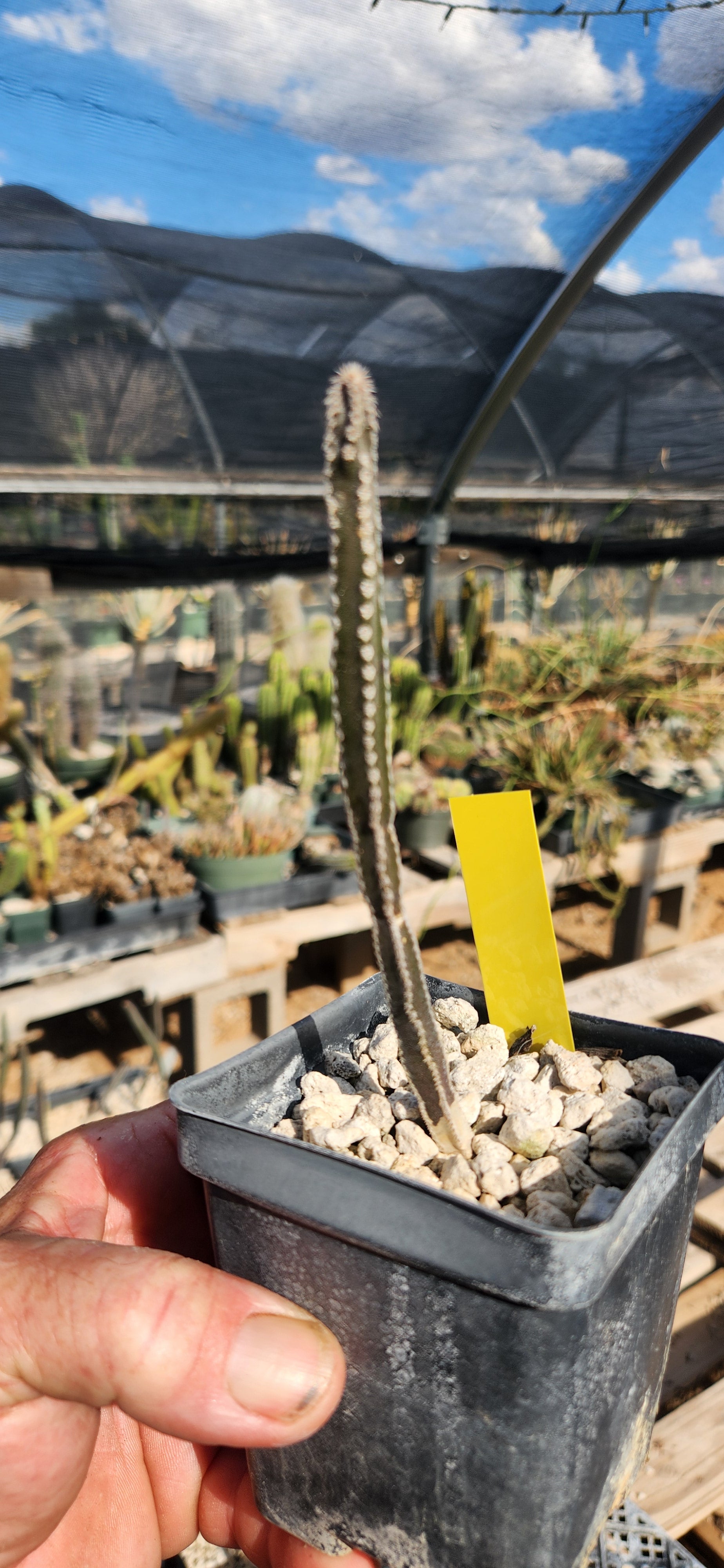 Peniocereus greggii