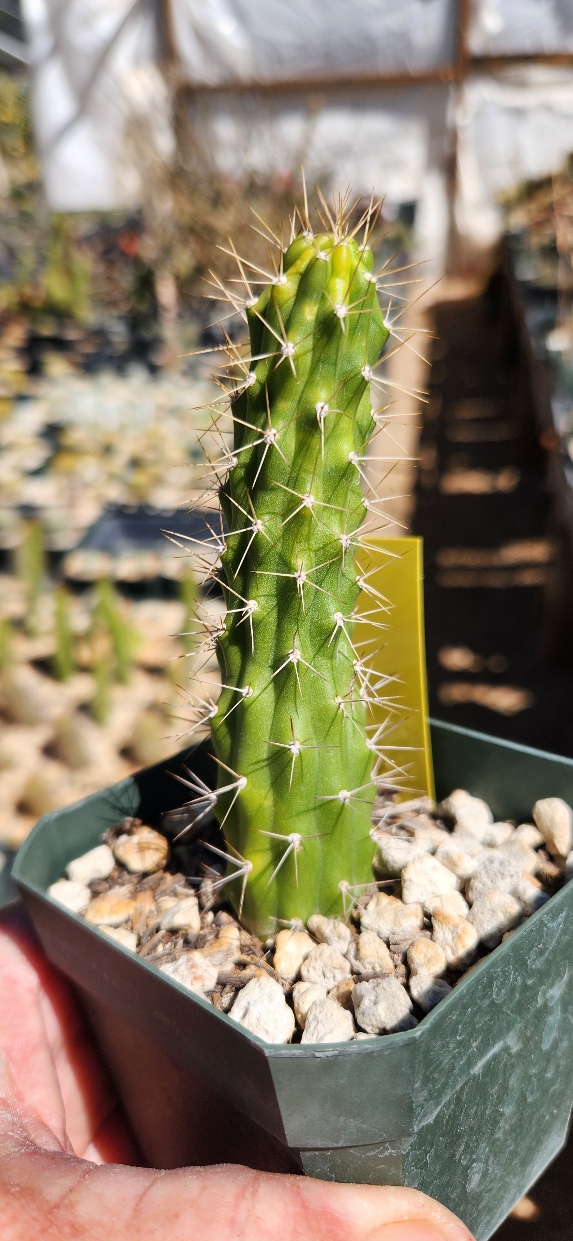 Echinocereus pensilis