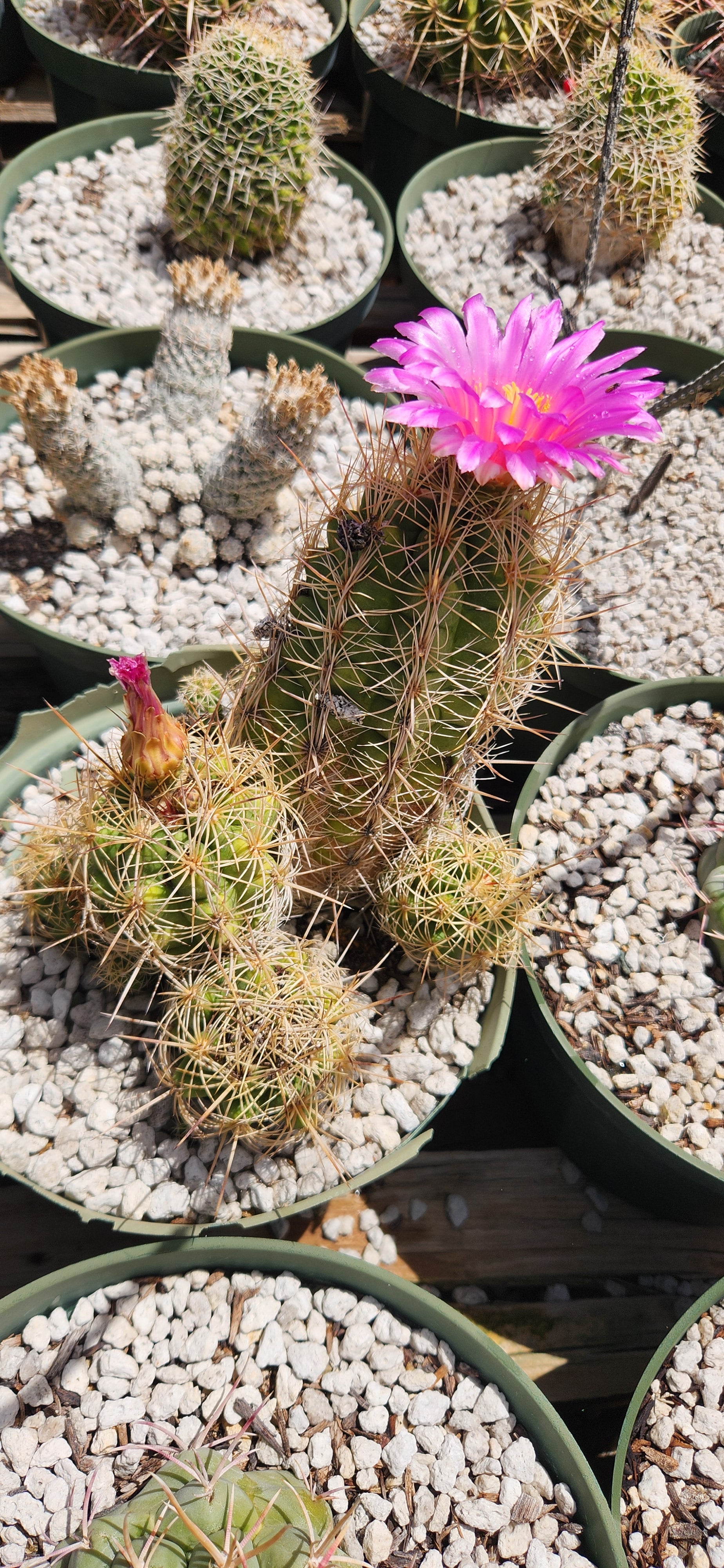 Thelocactus leucacanthus schmollii