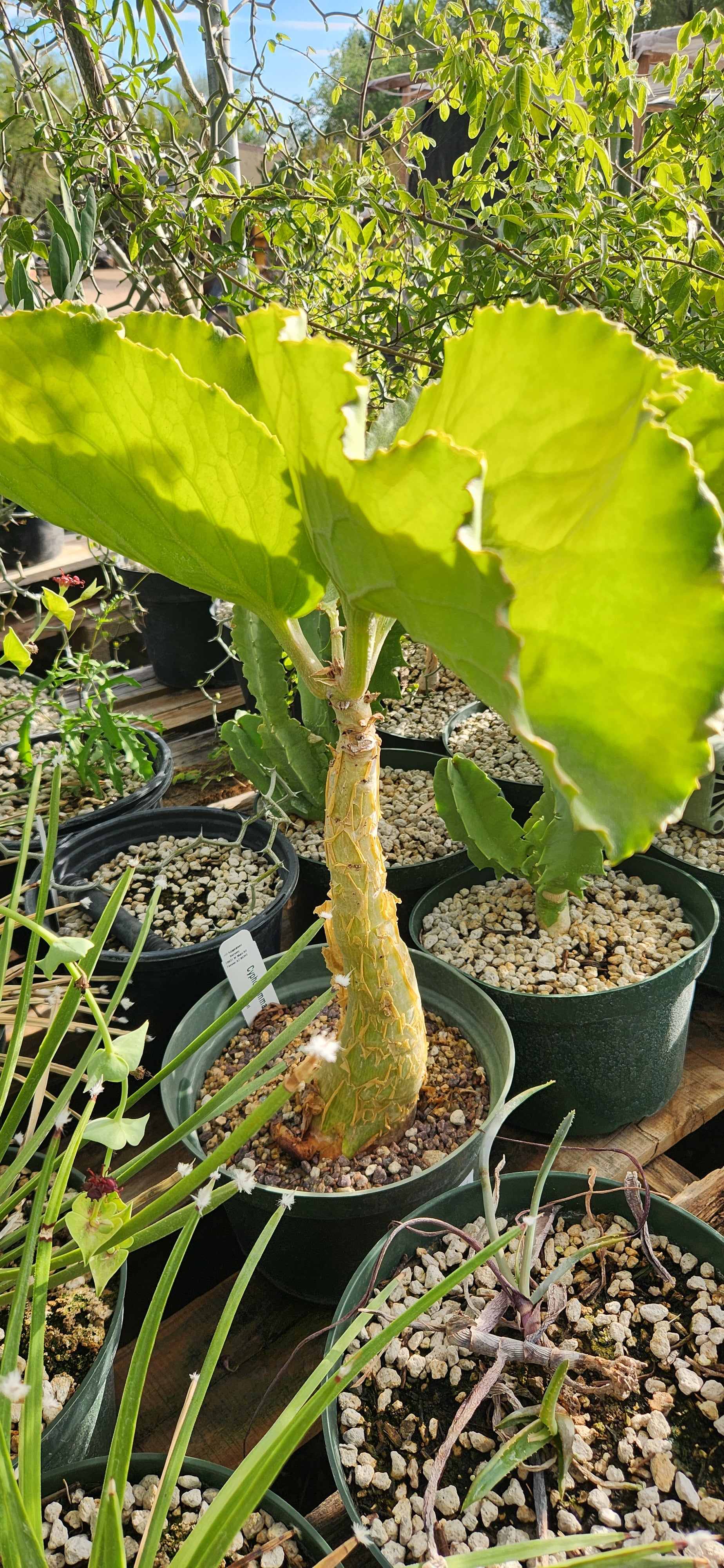 Cyphostemma currori