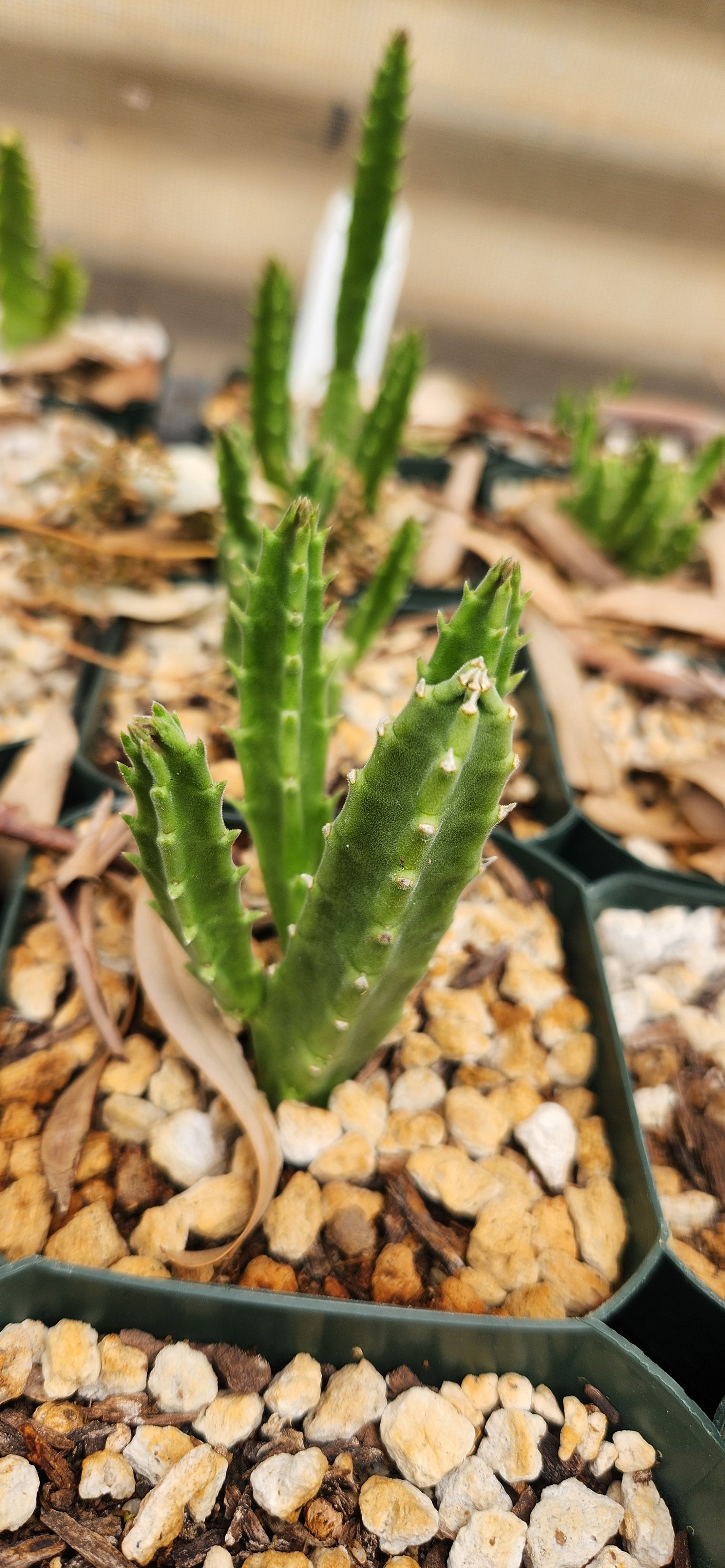 Stapelia schinzii