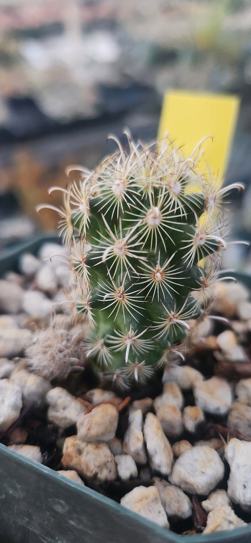 Sclerocactus megarhizus