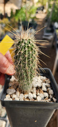 Echinocereus apachensis
