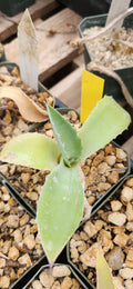 Agave potatorum