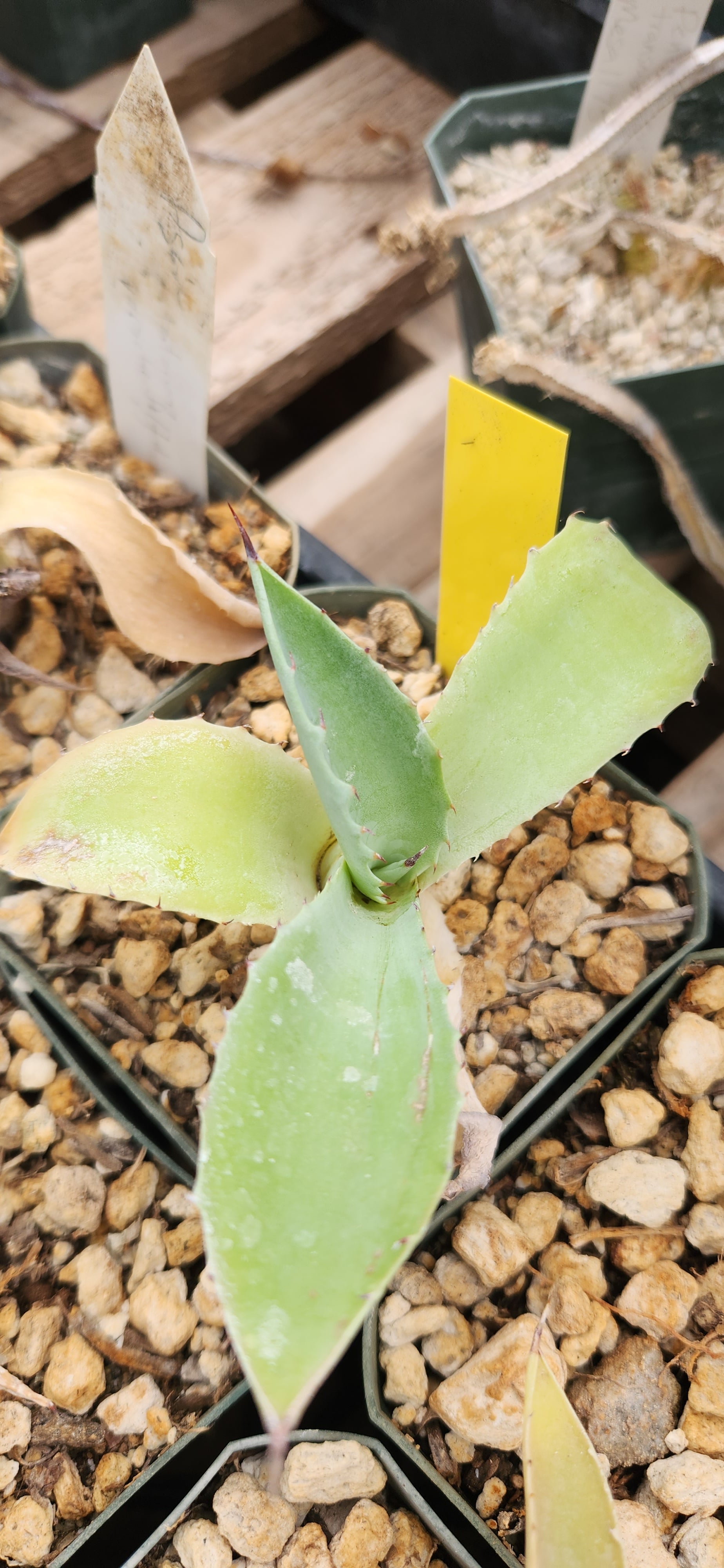 Agave potatorum
