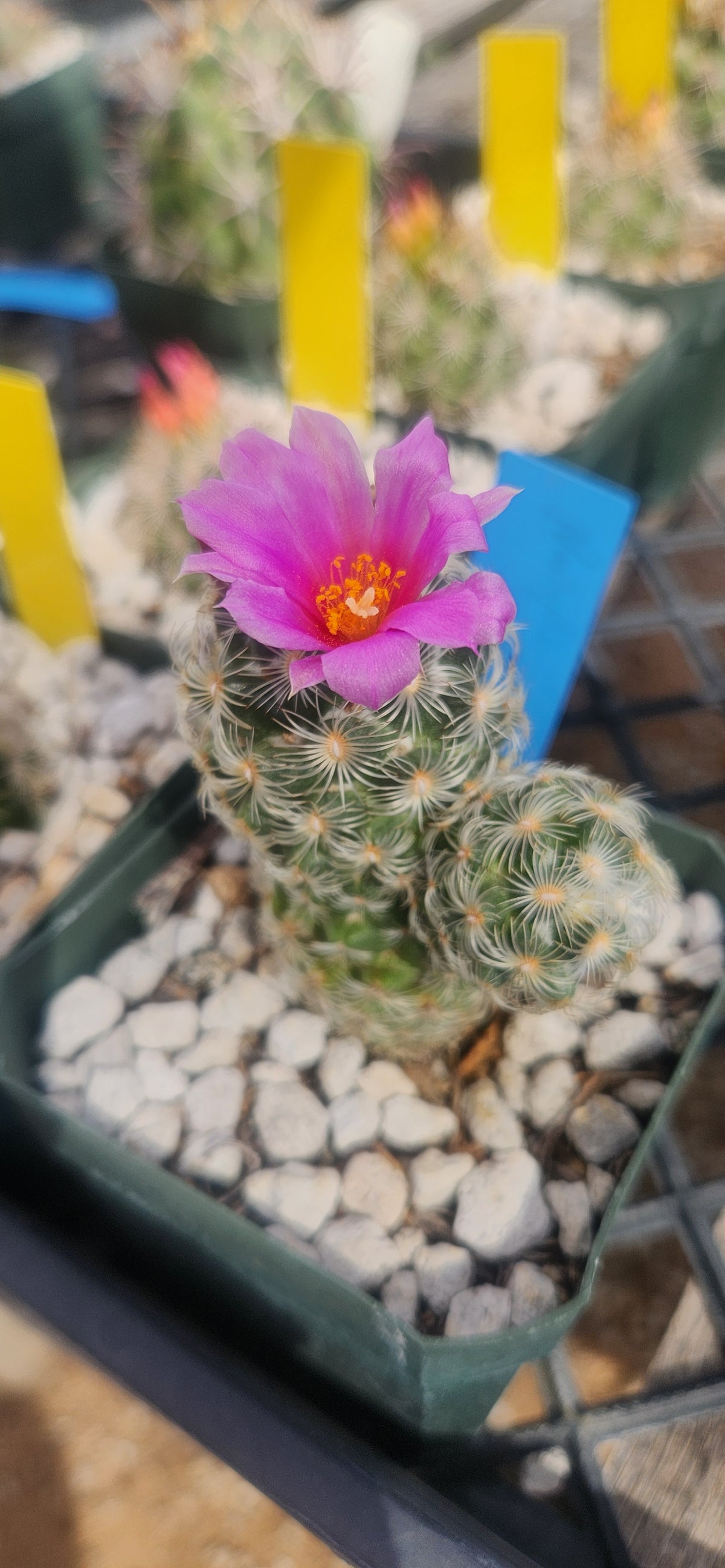 Neolloydia grandiflora