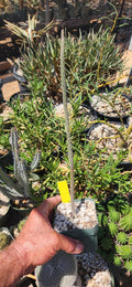 Peniocereus striatus