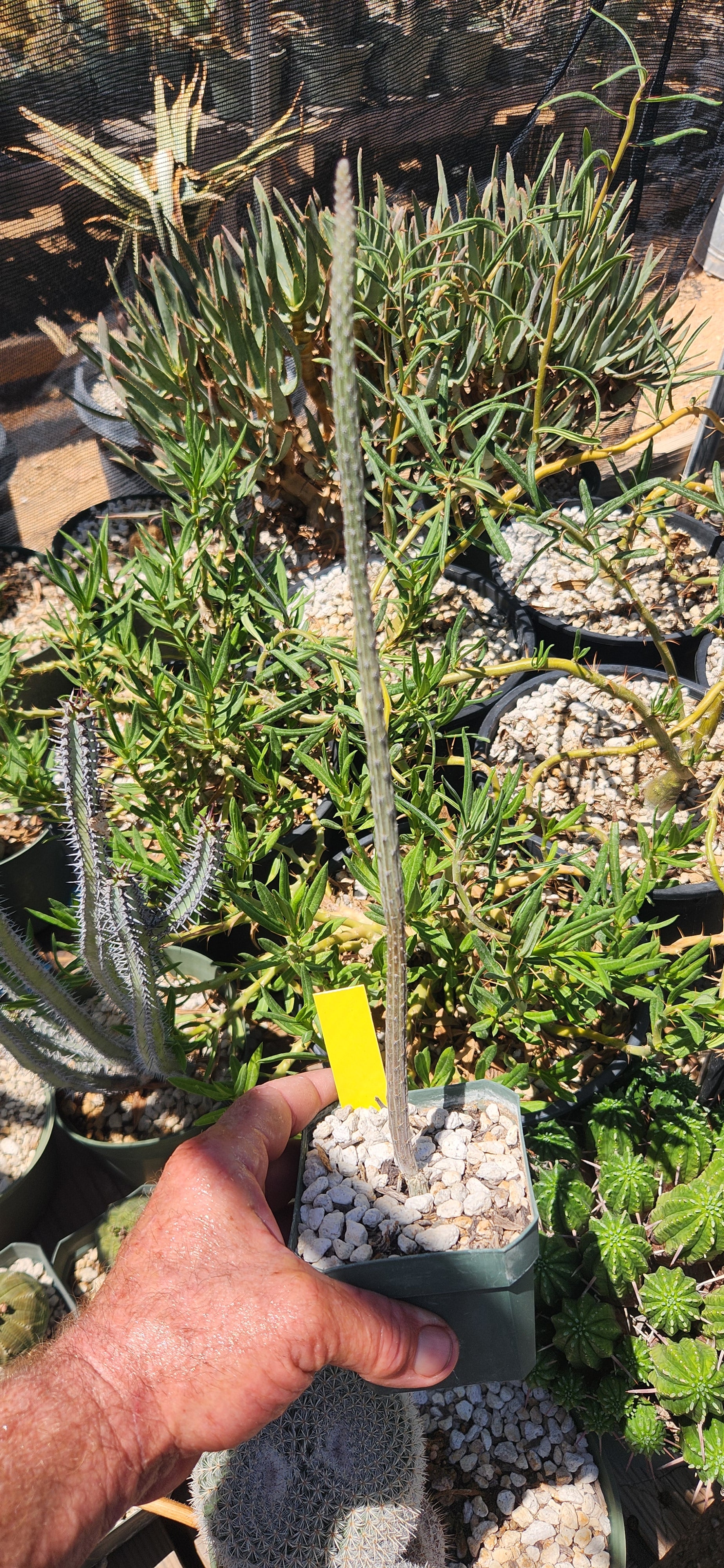 Peniocereus striatus