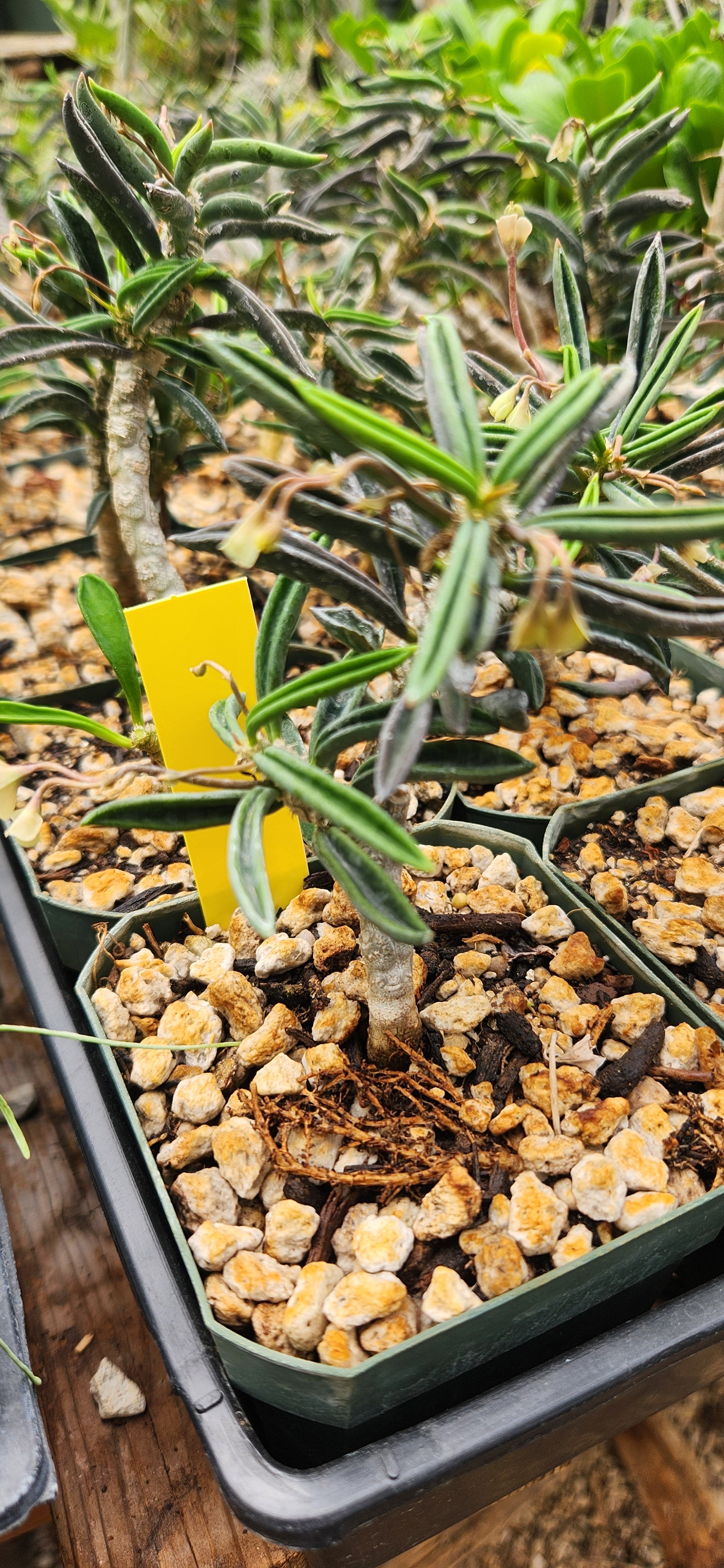 Euphorbia cylindrafolia tuberifera