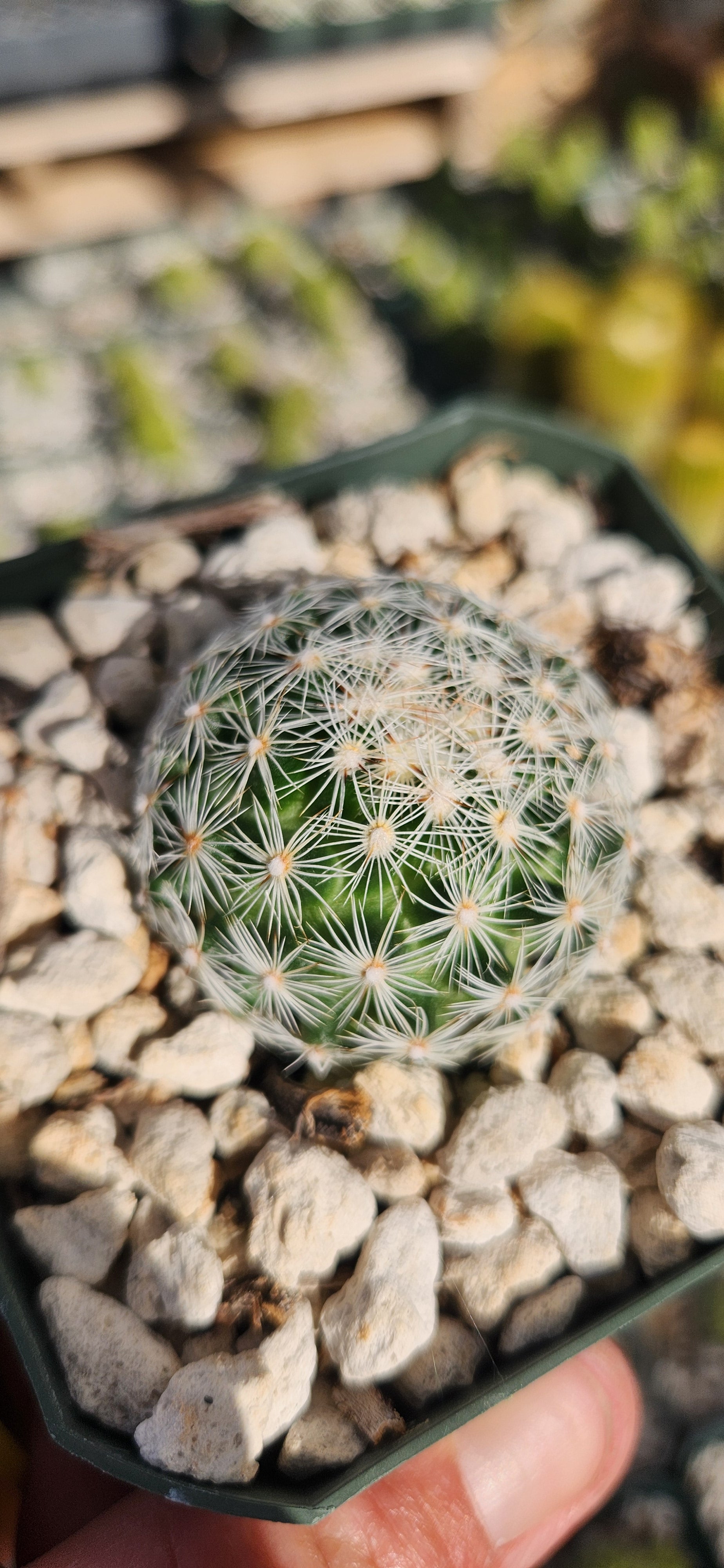 Coryphantha bisbeeana