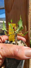 Fouquieria shrevei