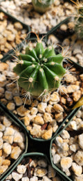 Lobivia bruchii (Trichocereus)
