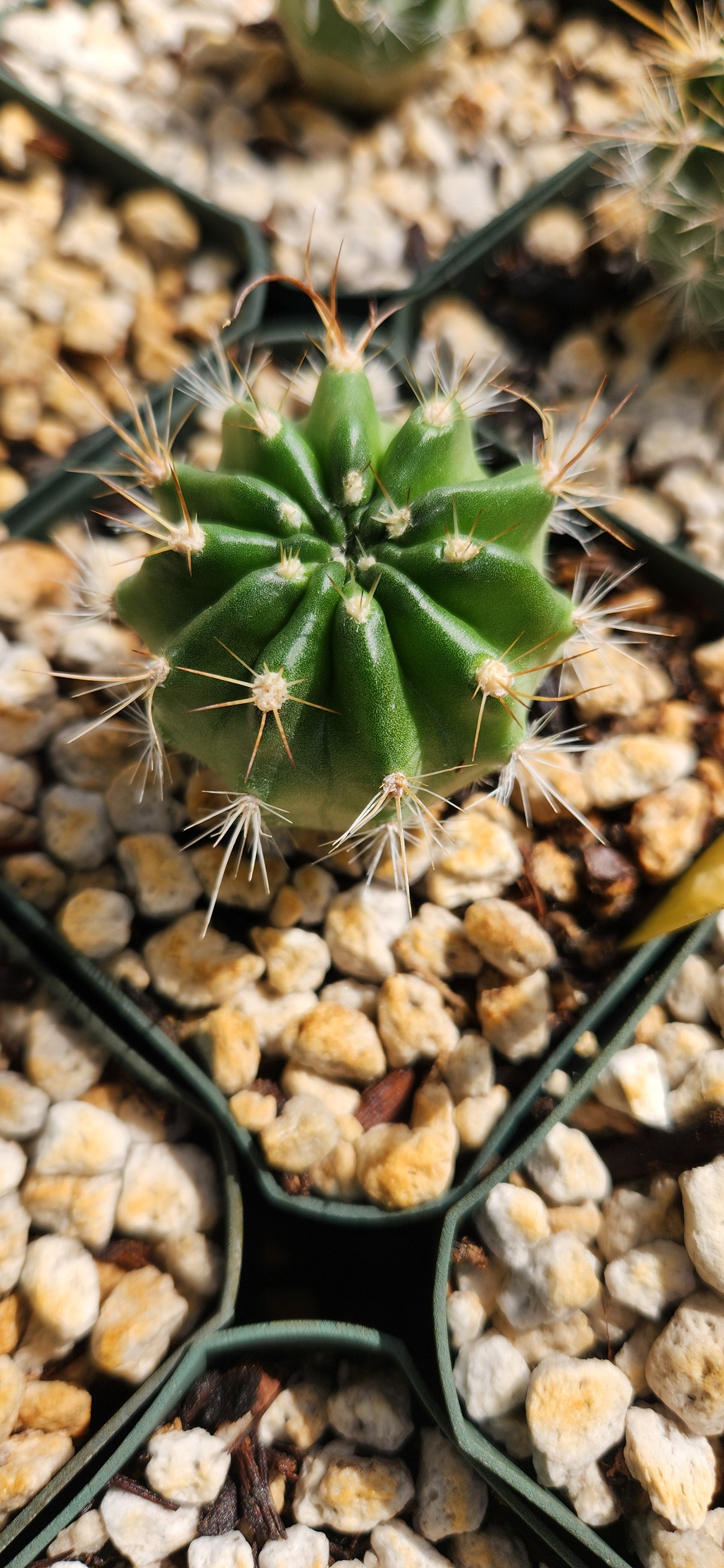 Lobivia bruchii (Trichocereus)