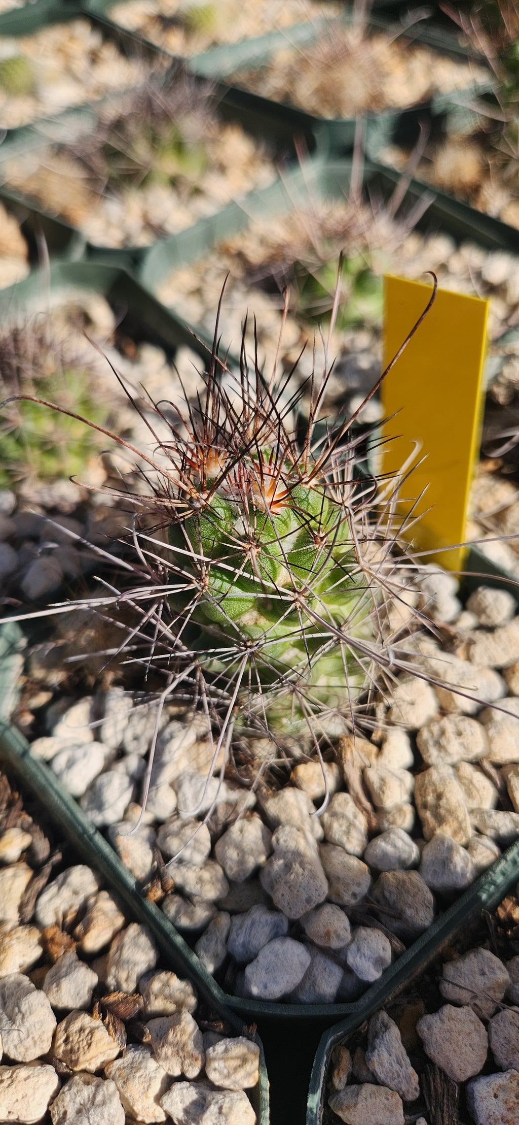 Cochemiea maritima