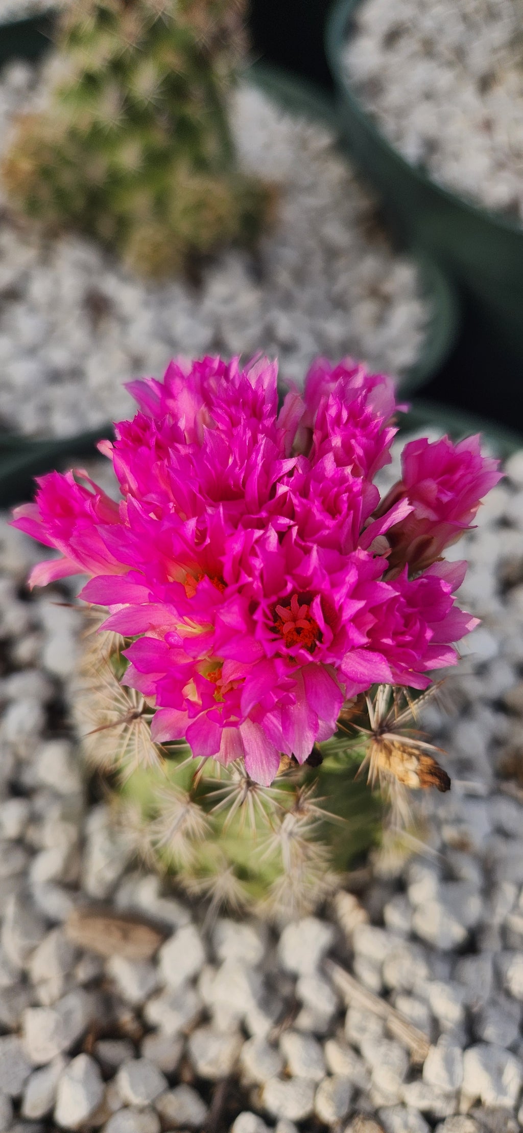 Coryphantha pusiliflora