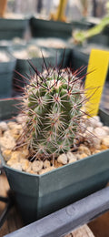 Echinocereus ferrarianus