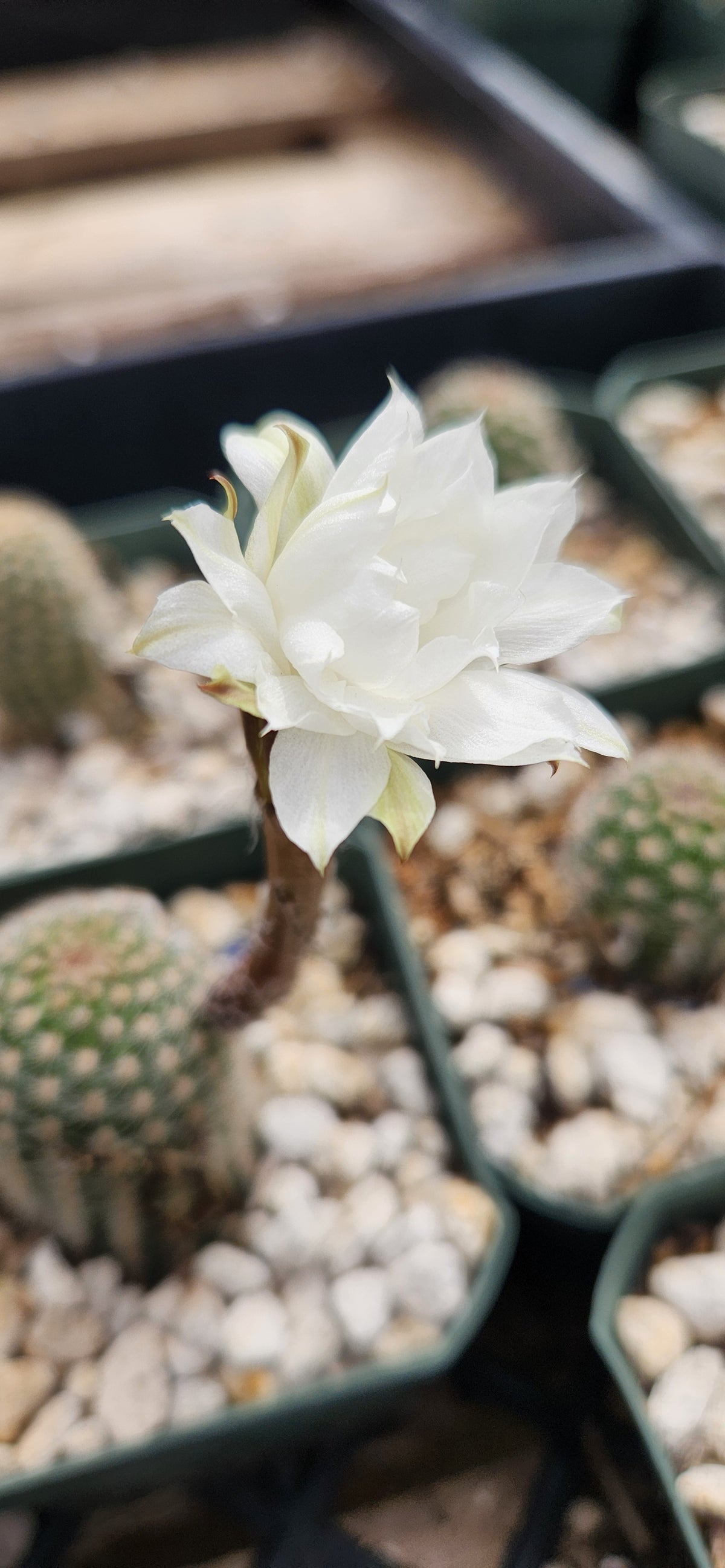 Pygmaeocereus bylessianus