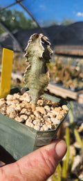 Euphorbia roebechii