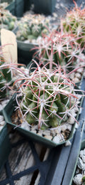 Ferocactus viridescens
