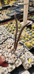Pterocactus tuberosus
