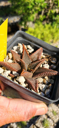 Haworthia koelmaniorum