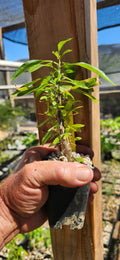 Fouquieria macdougalii