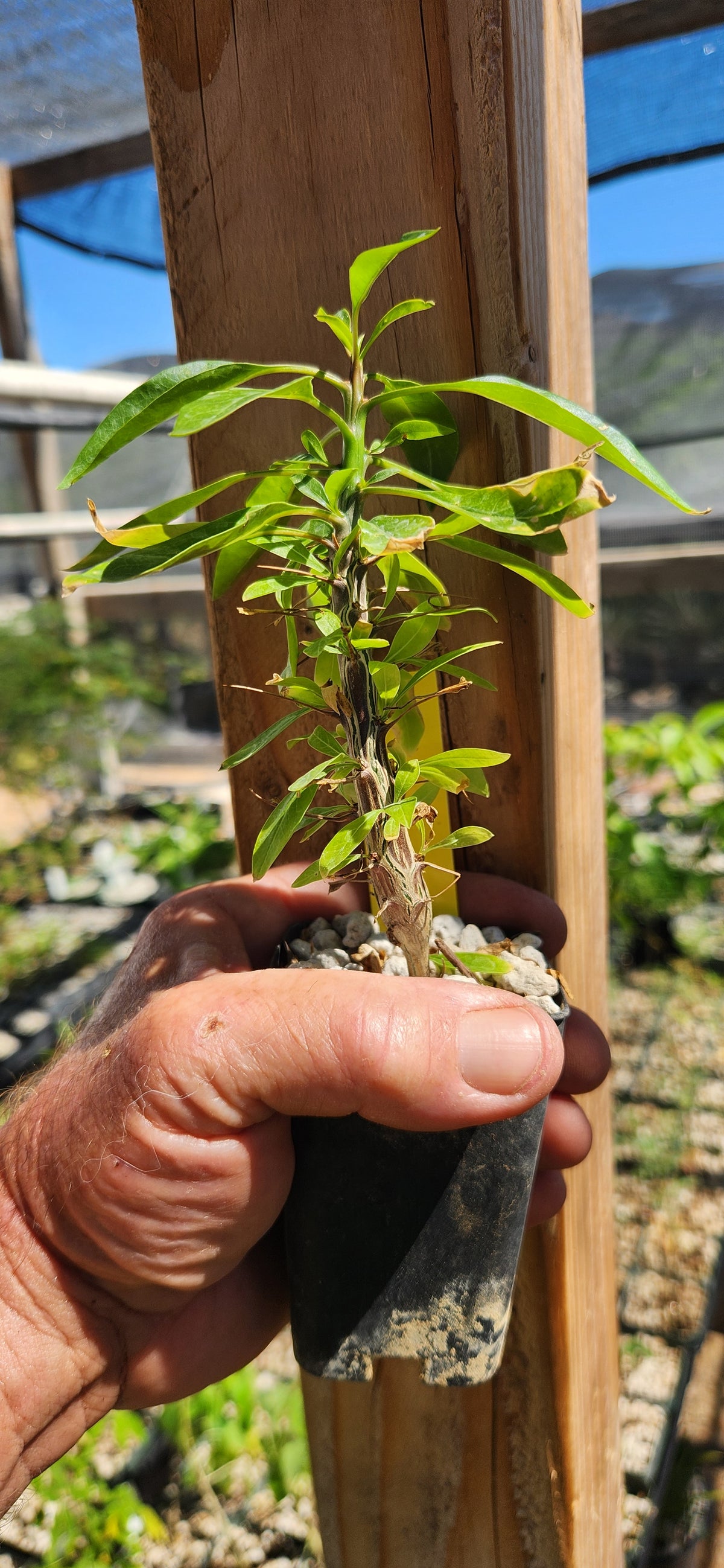 Fouquieria macdougalii