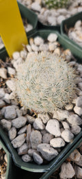 Mammillaria candida