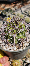 Denmoza rhodacantha