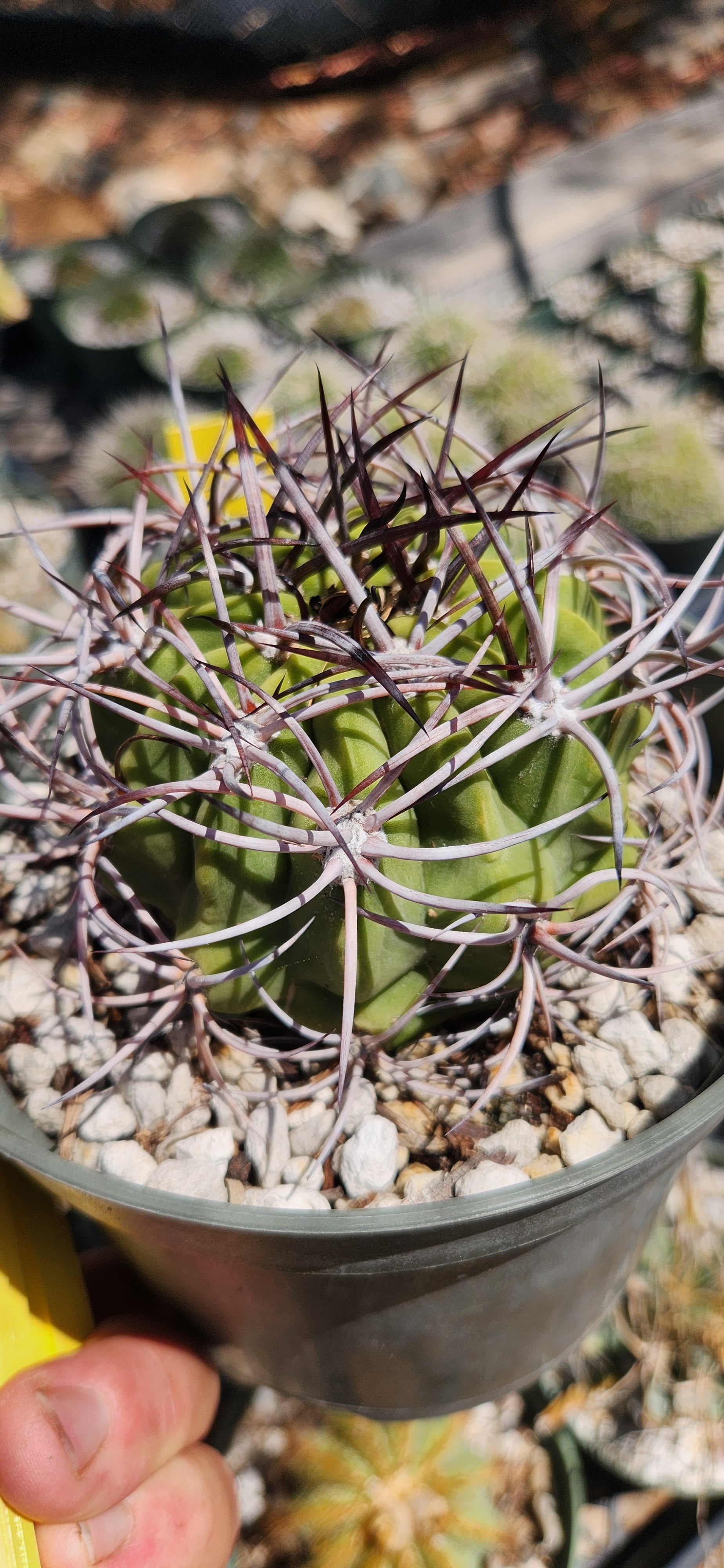 Denmoza rhodacantha