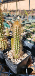Pilosocereus polygonus
