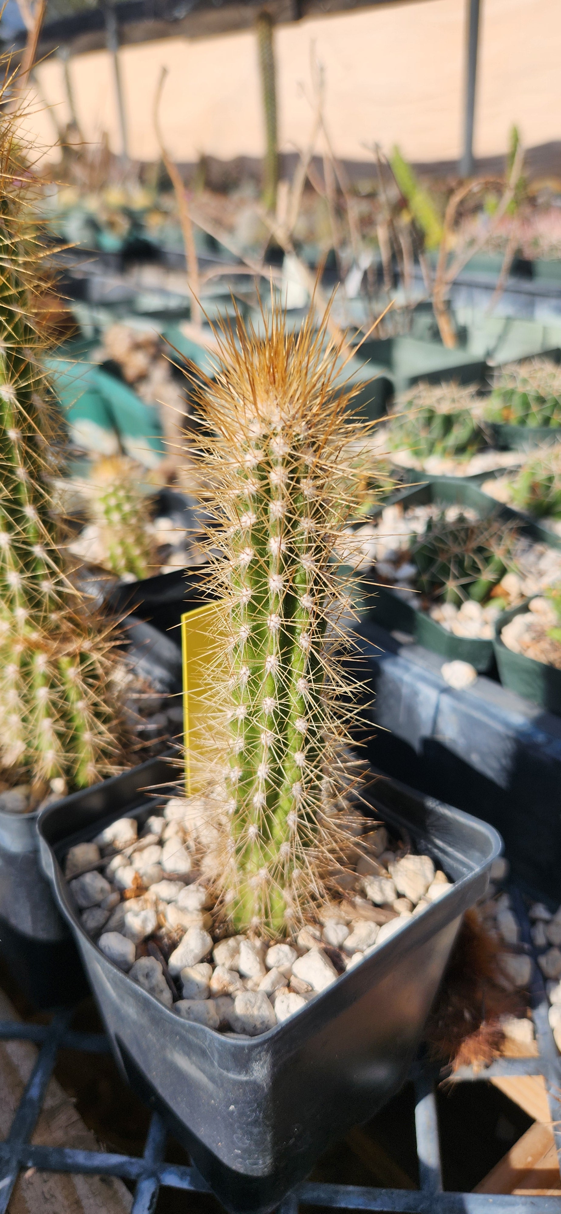 Pilosocereus polygonus