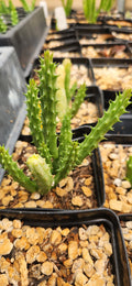 Huernia schneideriana
