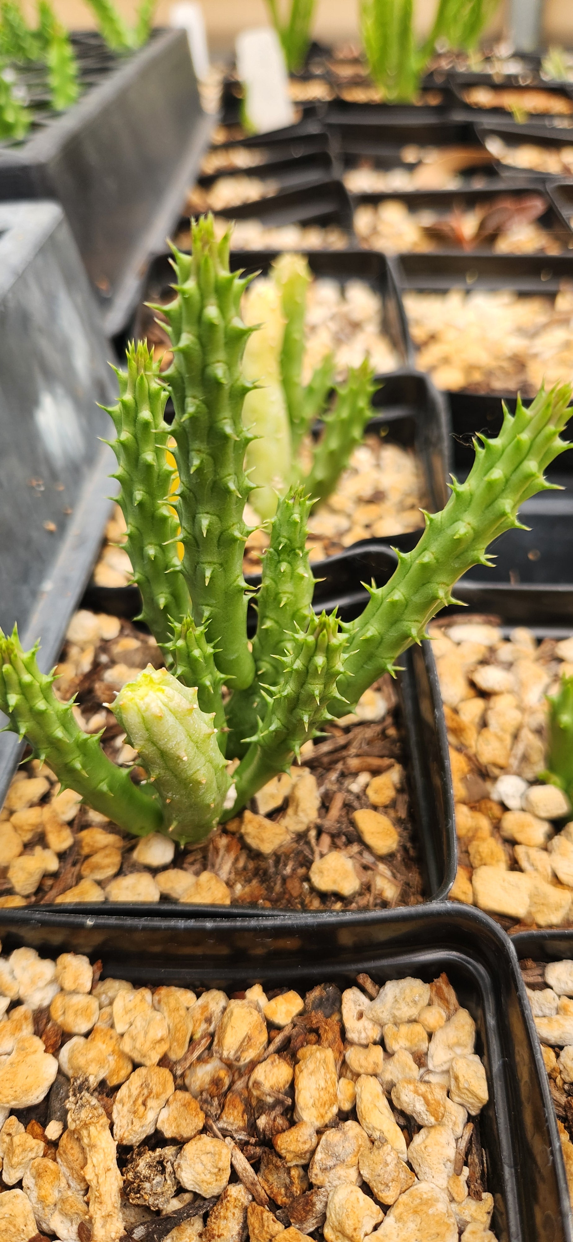 Huernia schneideriana