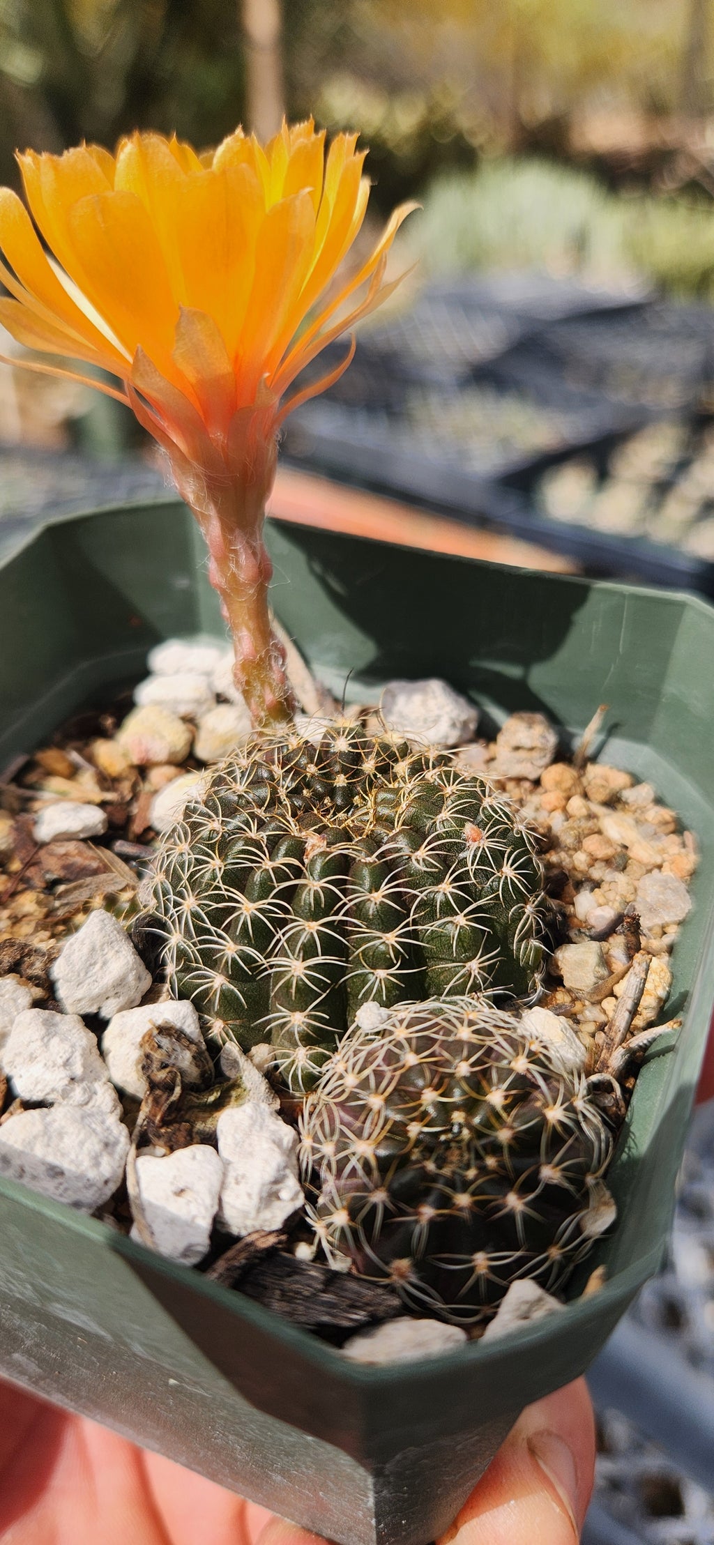 Lobivia arachnacantha