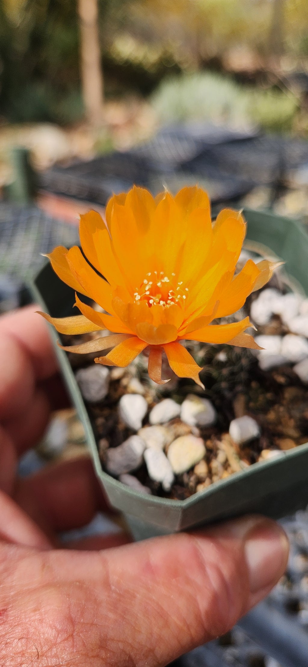 Lobivia arachnacantha