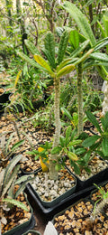 Dorstenia gigas