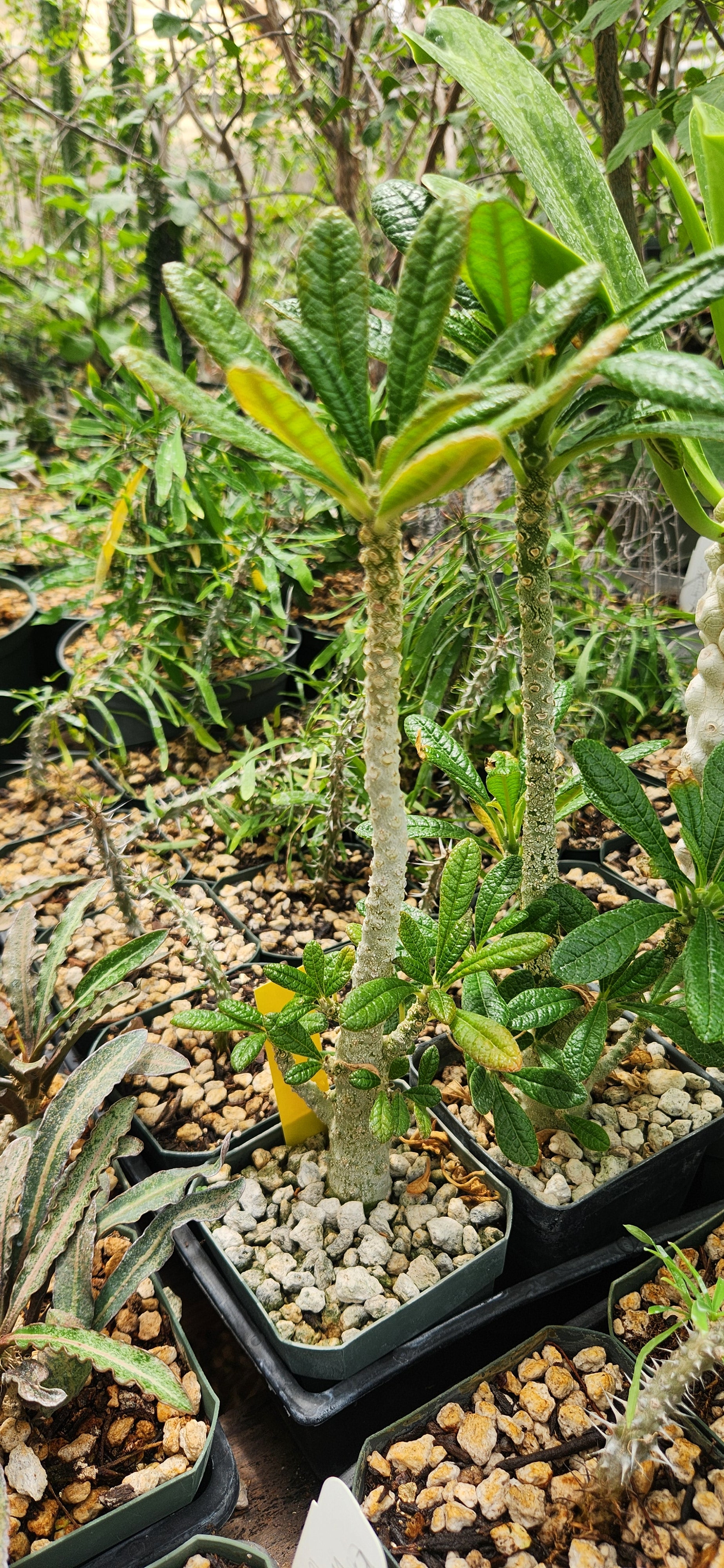 Dorstenia gigas