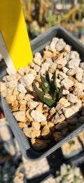Ariocarpus bravoanus