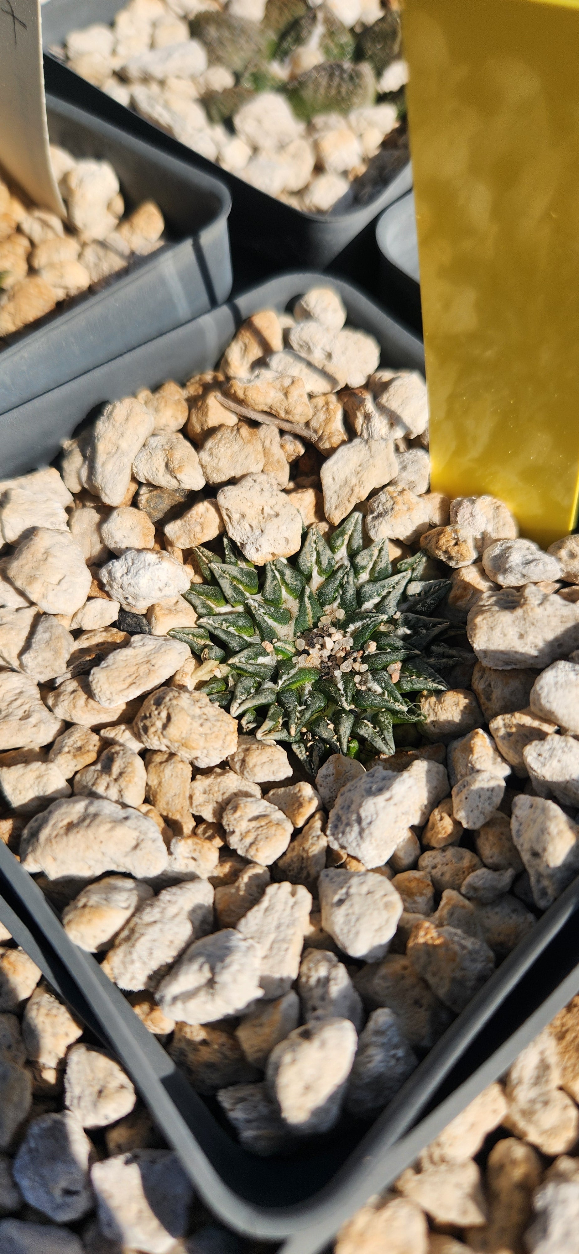 Ariocarpus hintonii