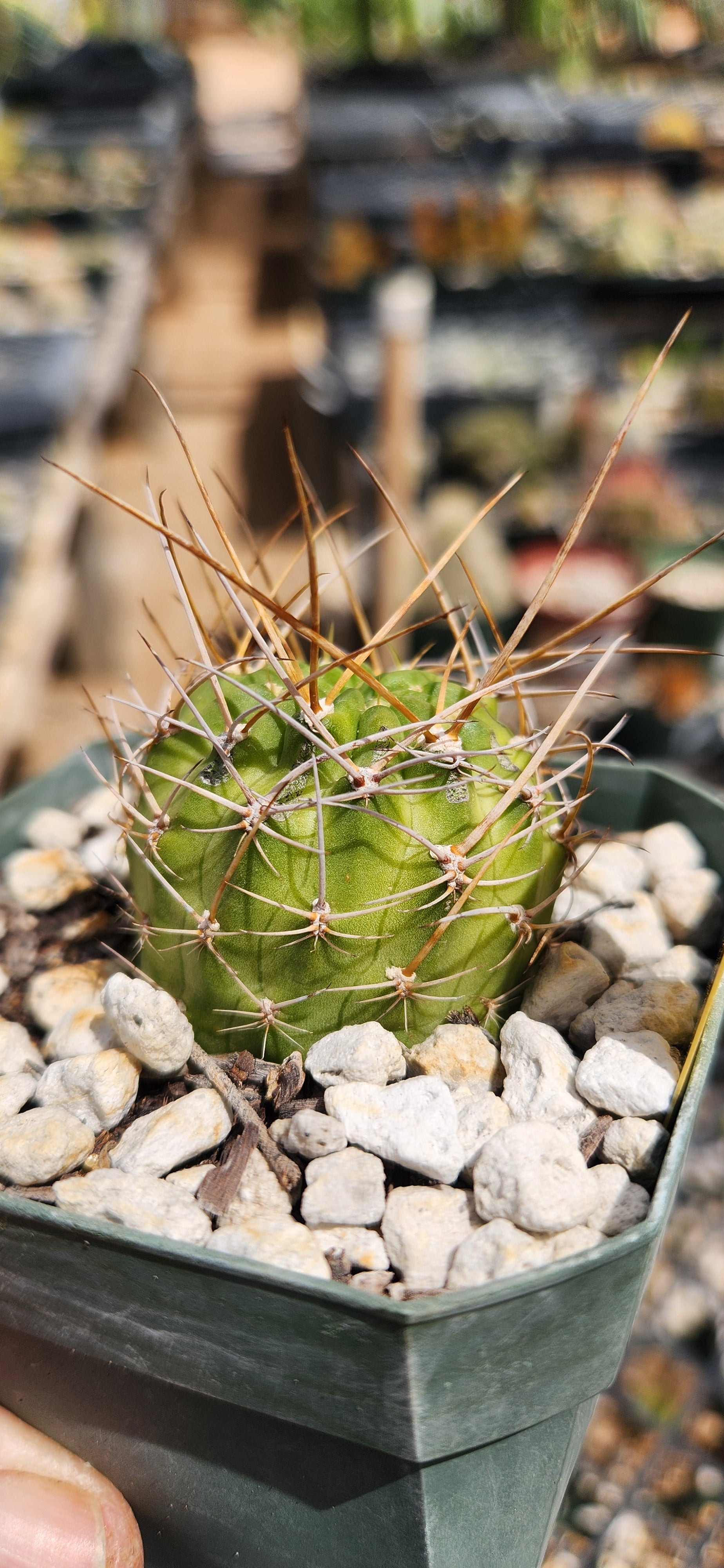 Lobivia aculeata