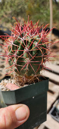 Ferocactus gracilis